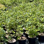 Hortenzia stromčekovitá (Hydrangea arborescens) ´CANDYBELLE® BUBBLEGUM´ - výška 50-60 cm, kont. C2L